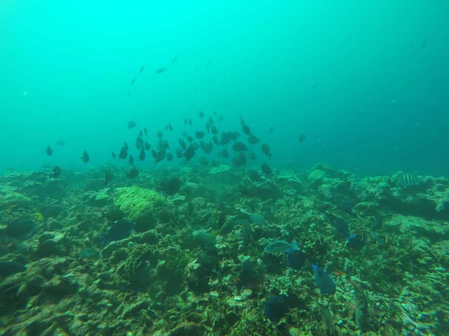 Cartagena: Basic Diving for beginners in Rosario Islands - Arriving at Playa Blanca on Barú Island
