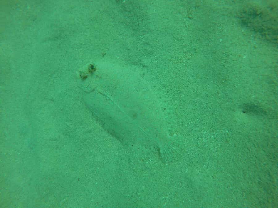 Cartagena: Basic Diving for beginners in Rosario Islands - One Hour Beneath the Surface