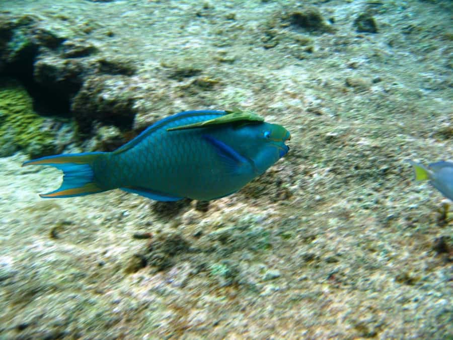 Cartagena: Basic Diving for beginners in Rosario Islands - Lunch With Coconut Rice and Patacones