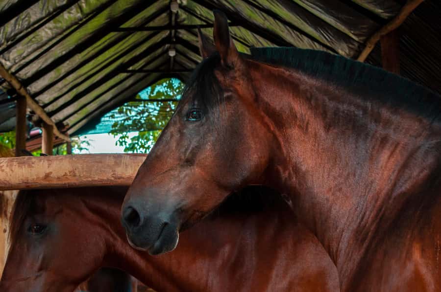 Cartagena: Beach Horse Ride and Colombian Equestrian Culture - Riding beside the sea