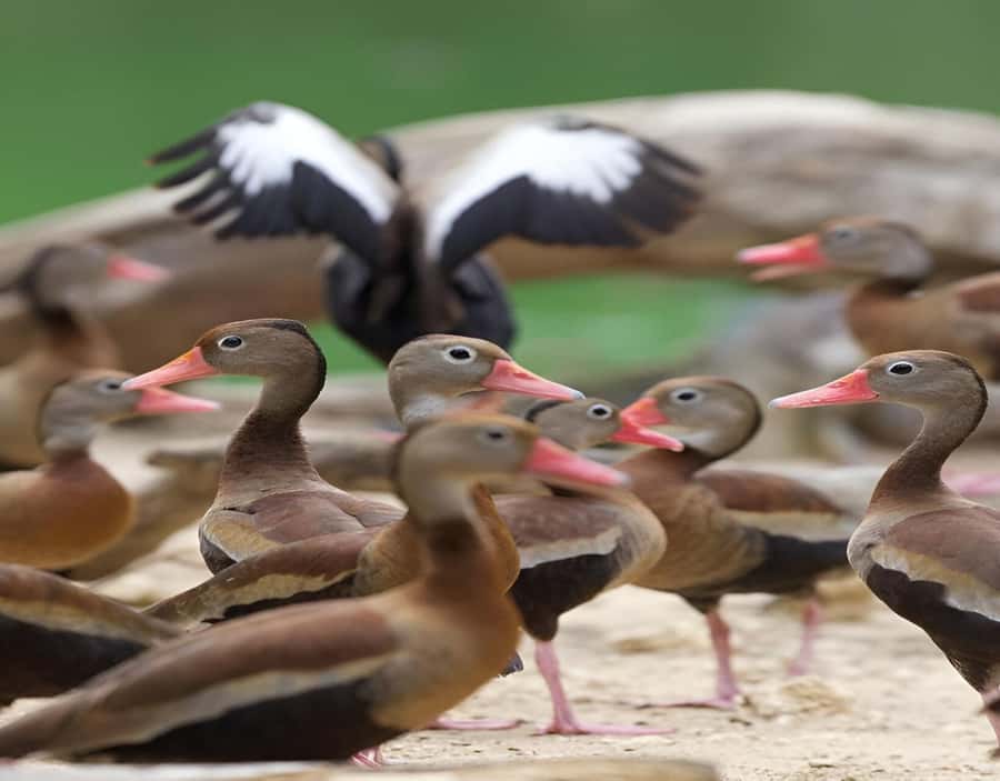 Cartagena: Daytour Aviary and Playa blanca, Barú by bus! - What the $47 price really buys
