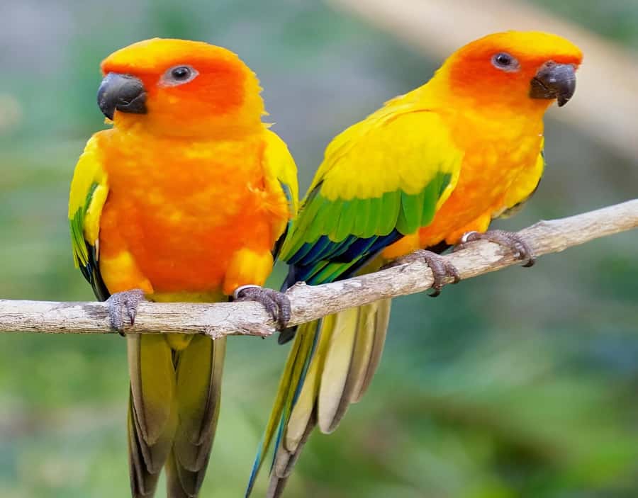 Cartagena: Daytour Aviary and Playa blanca, Barú by bus! - The guide and service question