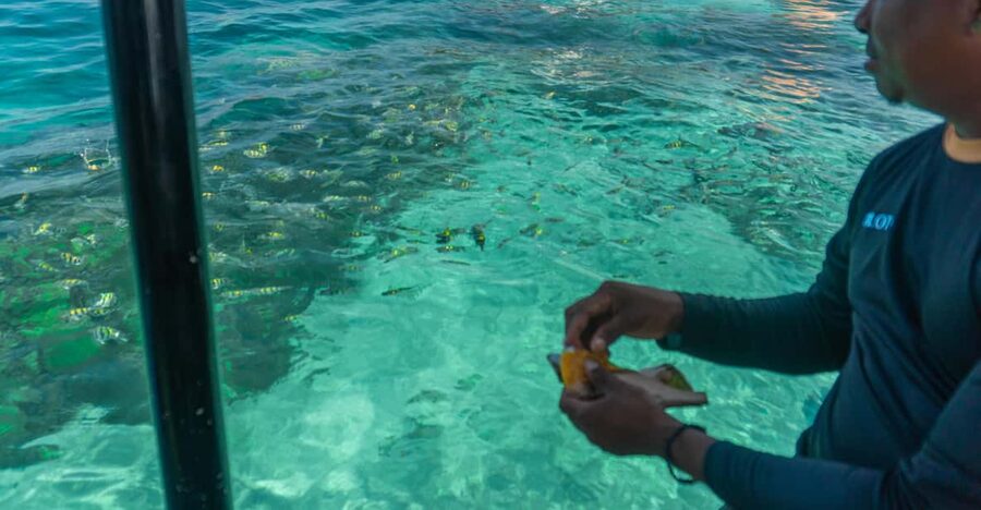 Cartagena: Ecoplan on Barú, Aviary and Oceanarium in one day - The long return to Cartagena