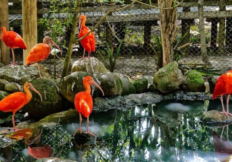 Cartagena: Entrance to the AVIARY with TRANSFER INCLUDED - Key details that shape the day
