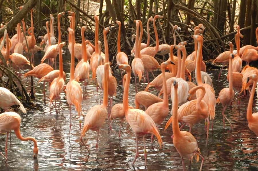 Cartagena: Entrance to the AVIARY with TRANSFER INCLUDED - Two hours among Colombian birds