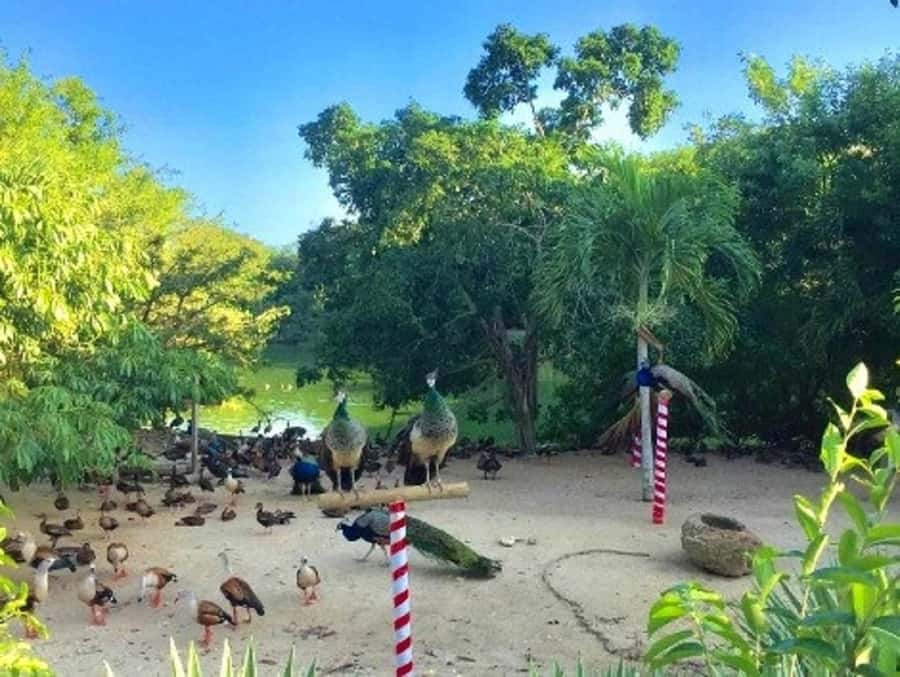 Cartagena: Entrance to the AVIARY with TRANSFER INCLUDED - Who will get the most from this excursion