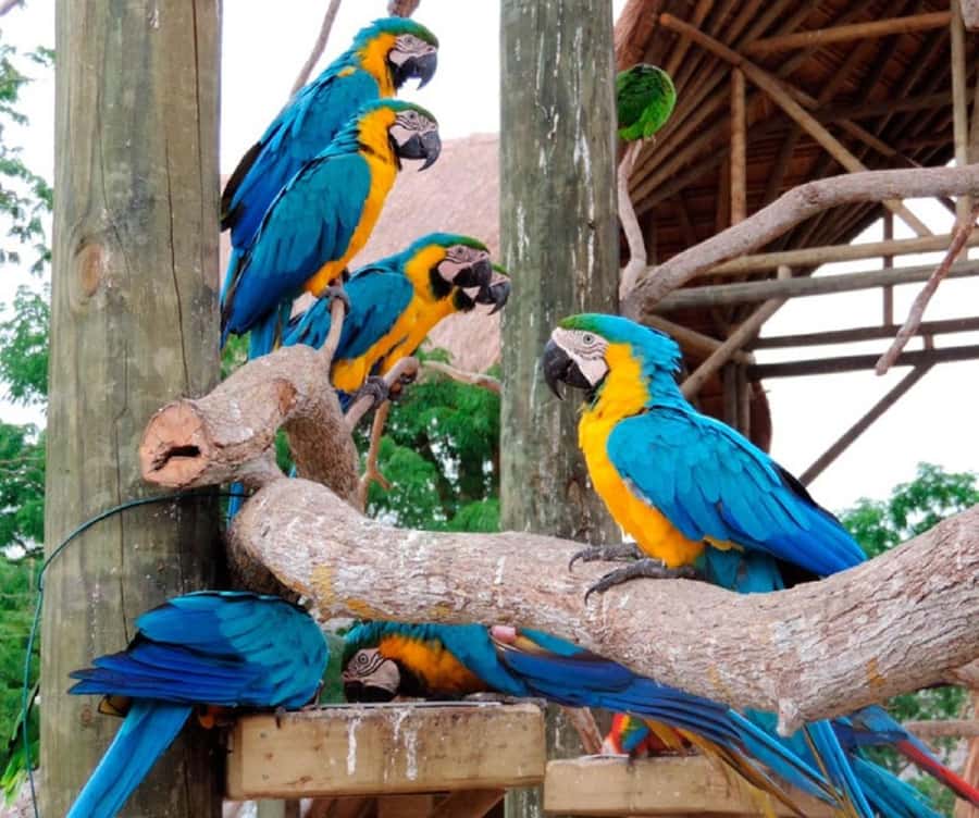 Cartagena: Entrance to the AVIARY with TRANSFER INCLUDED - What to pack for a smoother day