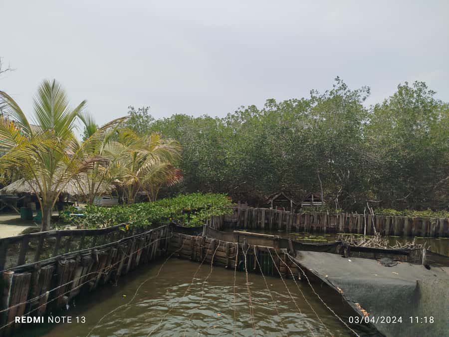Cartagena: FISHERMEN'S ISLAND IN THE MANGROVES by canoe - The first 30 minutes on a traditional canoe