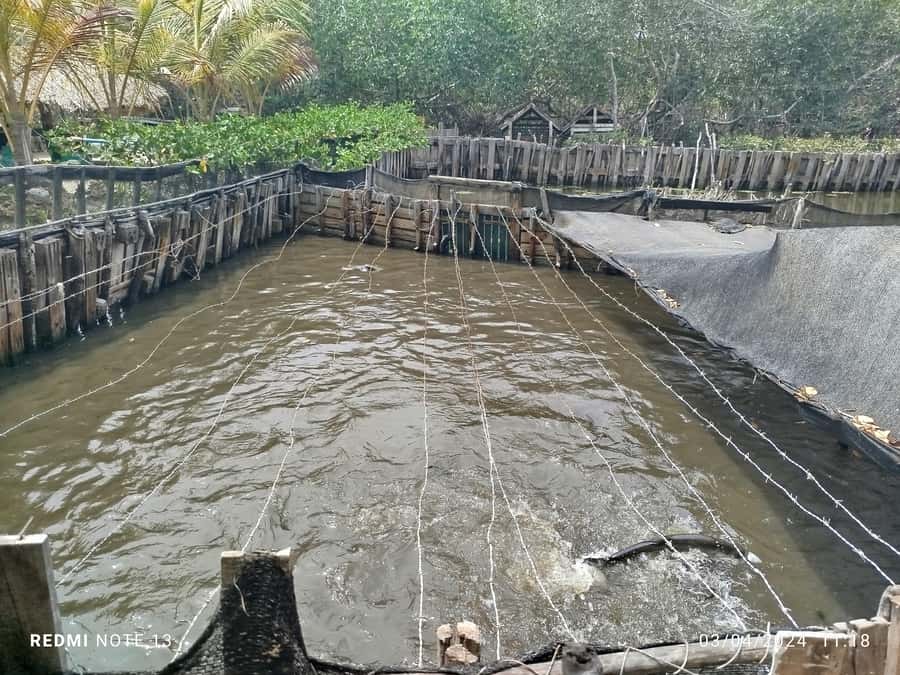 Cartagena: FISHERMEN'S ISLAND IN THE MANGROVES by canoe - Three mangrove tunnels and the wildlife along the route