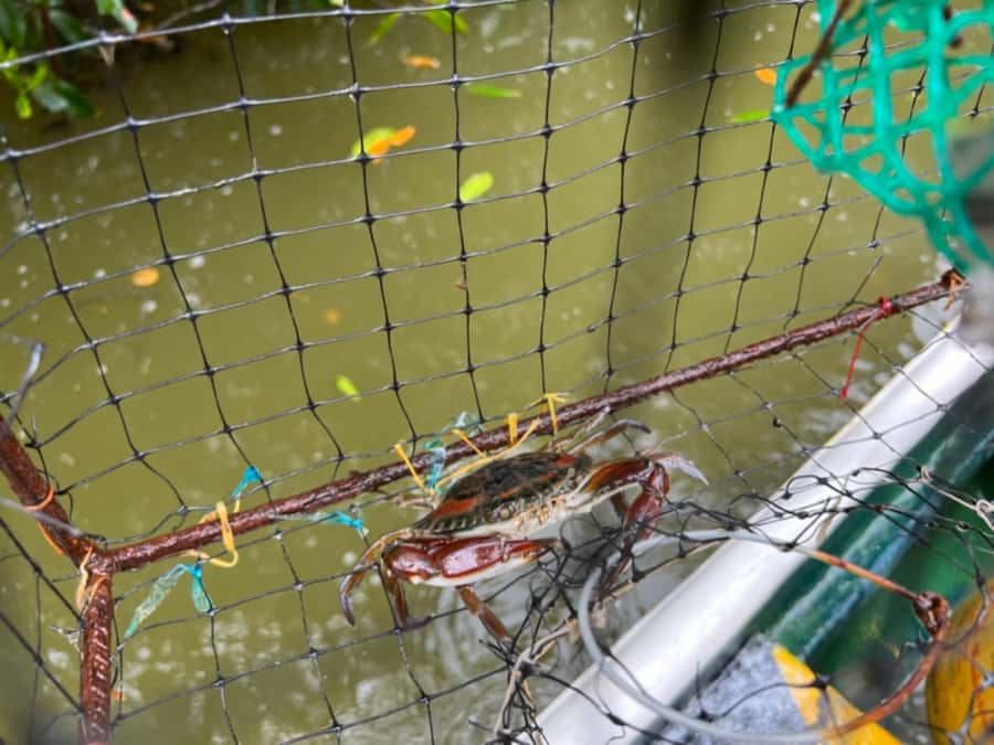 Cartagena Fishing, Crabbing, Birdwatching Experience + Lunch - The experience at a glance