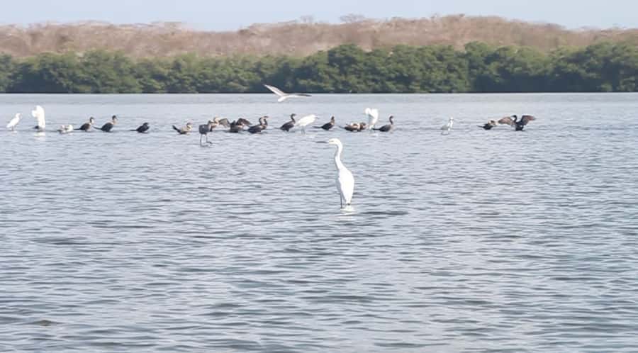 Cartagena Fishing, Crabbing, Birdwatching Experience + Lunch - Learning the local art of crabbing