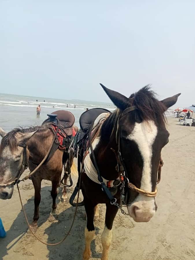 Cartagena: Horse Riding on the Beach with Photos and Lunch - Riding into the sea, not just beside it