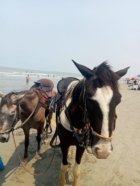 Cartagena: Horse riding on the beaches of Cartagena & PHOTOS - Bilingual support from booking to finish