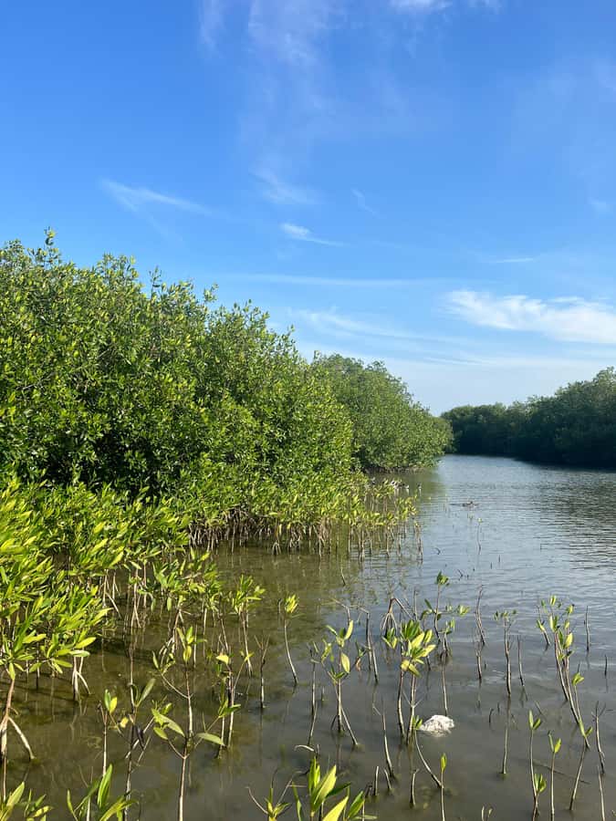 Cartagena: Mangrove Eco Tour & Fishing with Transportation - How the two-hour schedule works