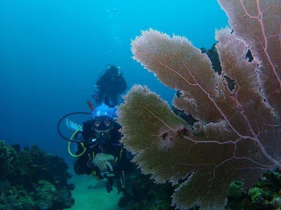 Cartagena: PADI DISCOVER SCUBA / MINICURSO DE BUCEO - Why this Barú outing works for beginners