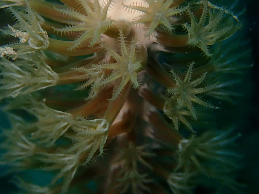 Cartagena: PADI DISCOVER SCUBA / MINICURSO DE BUCEO - Timing your trip around the 18-hour flight rule