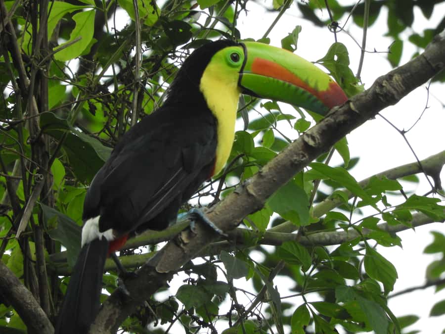 Cartagena: Private Bird-Watching Tour with Breakfast - Booking flexibility and timing