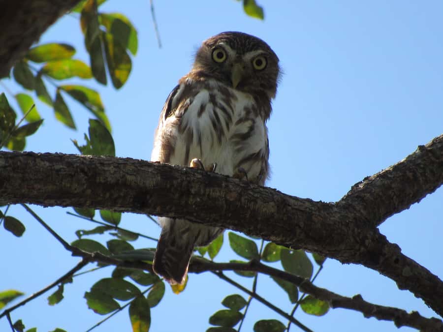 Cartagena: Private Bird-Watching Tour with Breakfast - Leaving Cartagena before sunrise