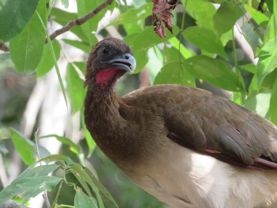 Cartagena: Private Bird-Watching Tour with Breakfast - Why this works for first-time birders