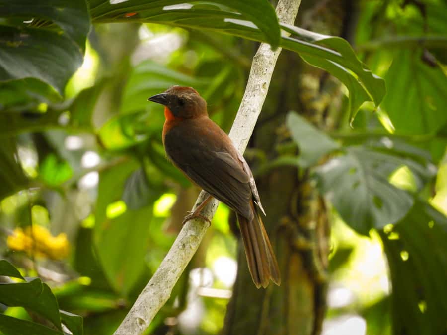Cartagena: Private Bird-Watching Tour with Breakfast - A Colombian breakfast in a family home