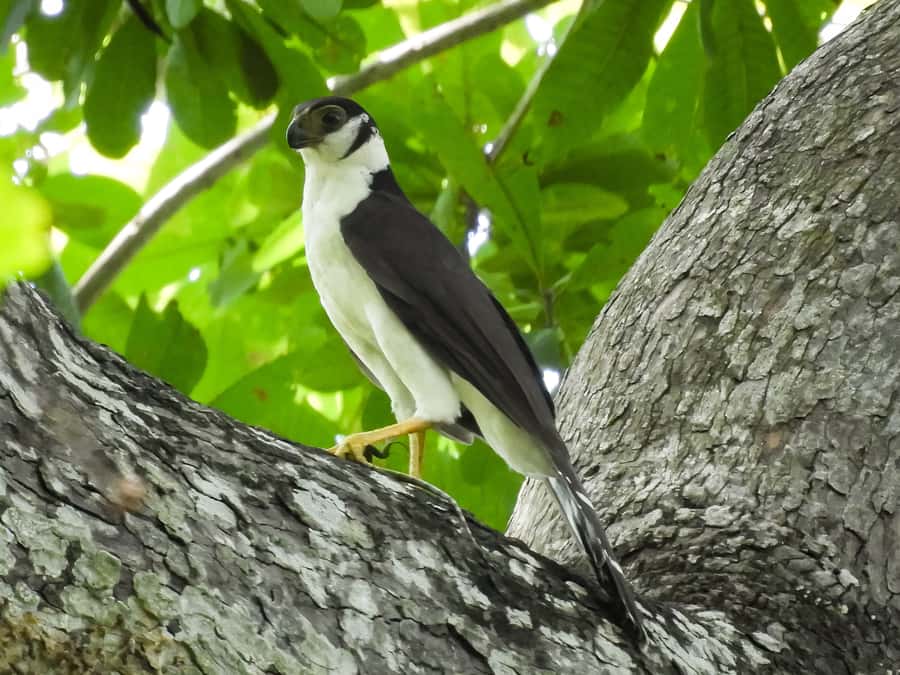 Cartagena: Private Bird-Watching Tour with Breakfast - What the $338 private price really covers