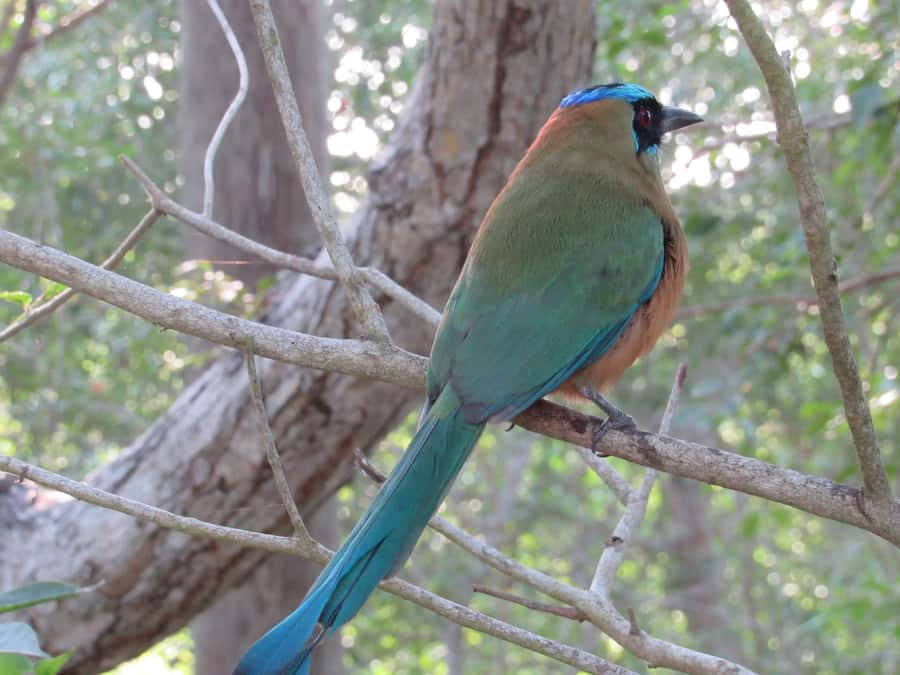 Cartagena: Private Bird-Watching Tour with Breakfast - Clothing, walking, and other practical details