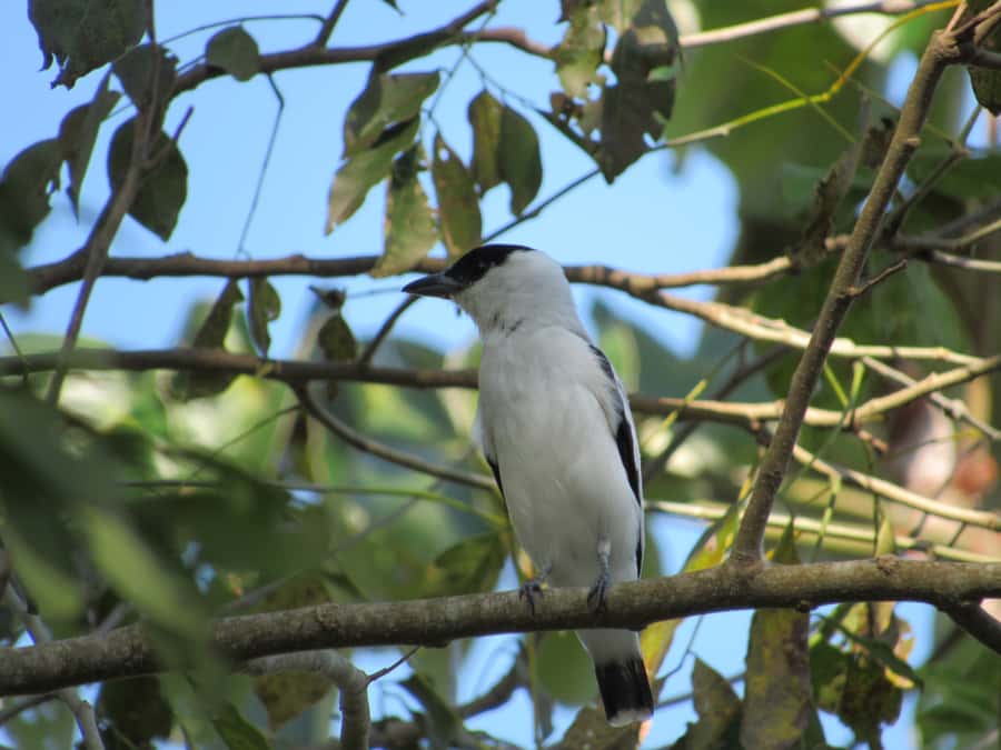 Cartagena: Private Bird-Watching Tour with Breakfast - Who will enjoy this private nature tour