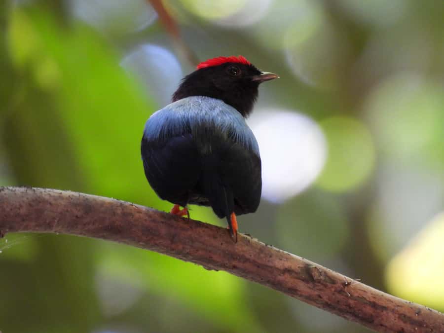 Cartagena: Private Bird-Watching Tour with Breakfast - Finding birds in tropical and gallery forest