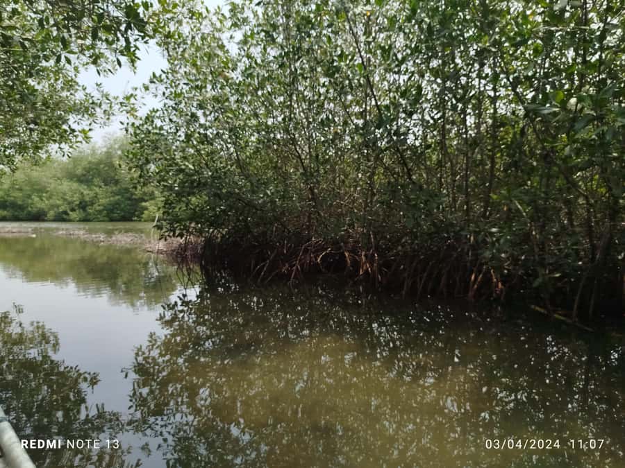Cartagena: Private Sail in the mangrove GUIDE in ENGLISH - Key points to know before booking