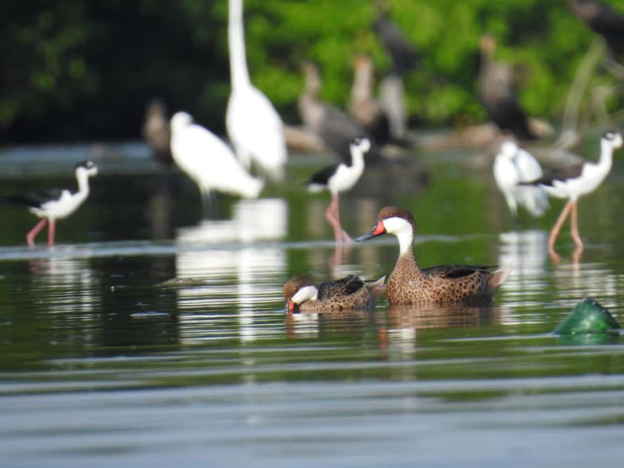 Cartagena: Private Sail in the mangrove GUIDE in ENGLISH - Why La Boquilla makes a fine nature break