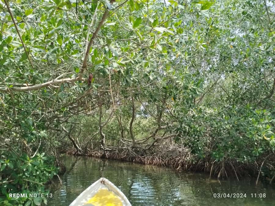 Cartagena: Private Sail in the mangrove GUIDE in ENGLISH - What the private canoe route is like