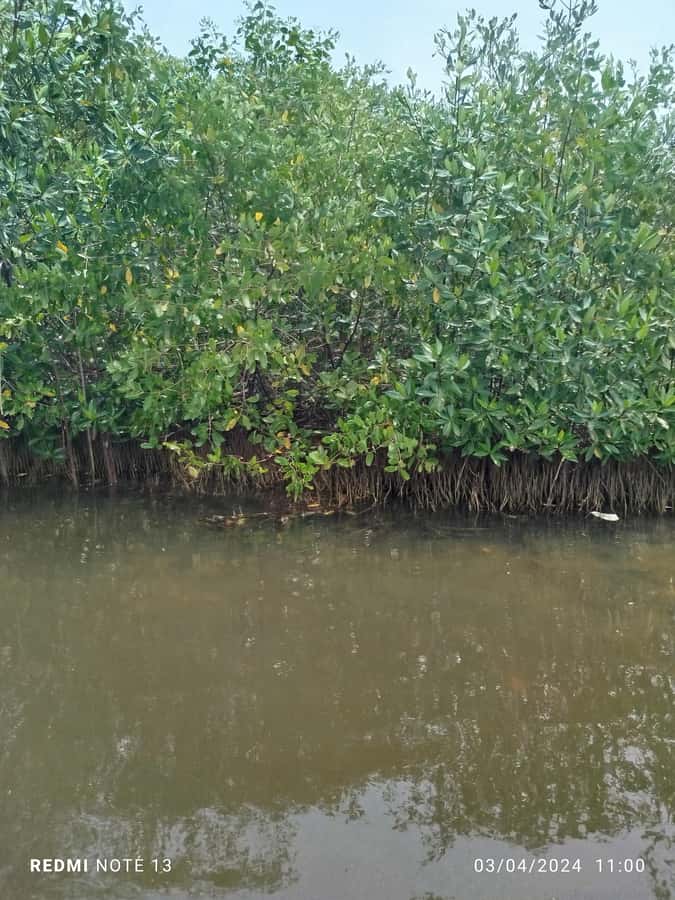 Cartagena: Private Sail in the mangrove GUIDE in ENGLISH - How the price compares with the experience