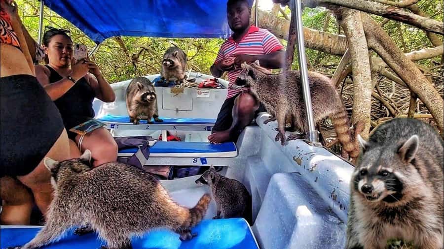 Cartagena: Raccoon Island Snorkel, Mangrove, Photos & Lunch - Arriving in Barú and settling into the day