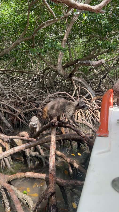 Cartagena: Raccoon Island Snorkel, Mangrove, Photos & Lunch - The mangrove ride and the short raccoon encounter