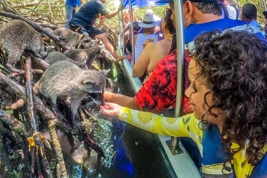 Cartagena: Raccoon Island Snorkel, Mangrove, Photos & Lunch - Playa Blanca provides the best chance to relax