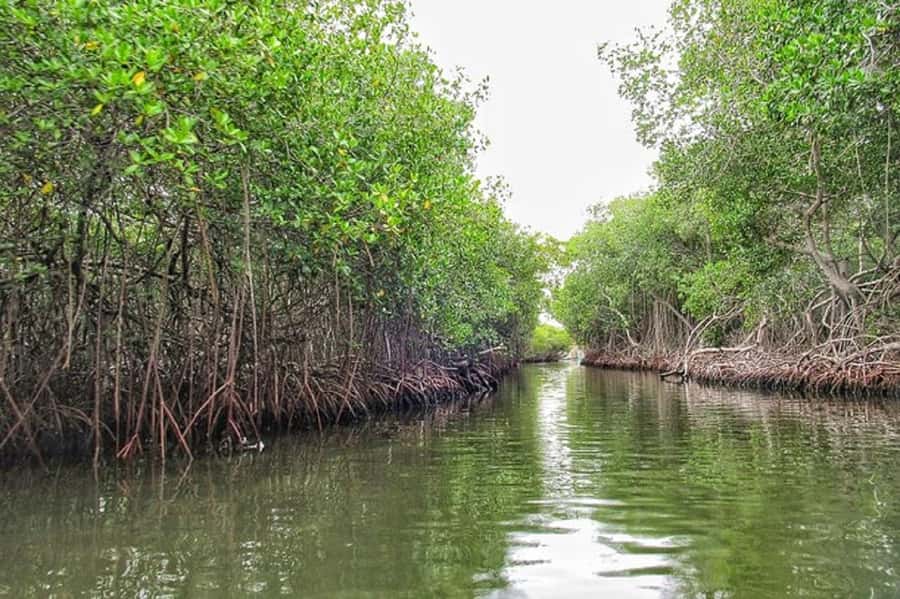 Cartagena: Raccoon Island Snorkel, Mangrove, Photos & Lunch - Transport, boats, and group size change the experience