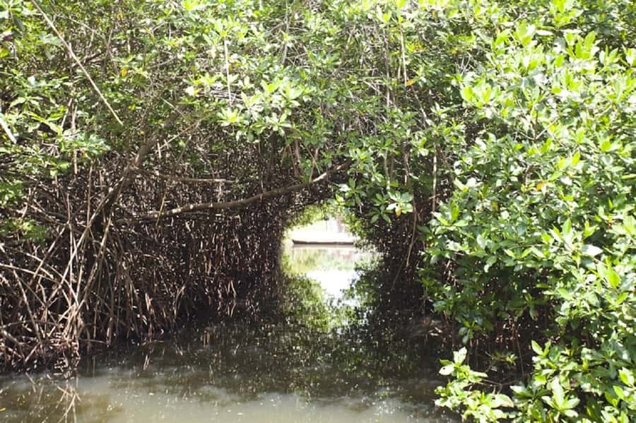 Cartagena: Raccoon Island Snorkel, Mangrove, Photos & Lunch - Practical packing and preparation