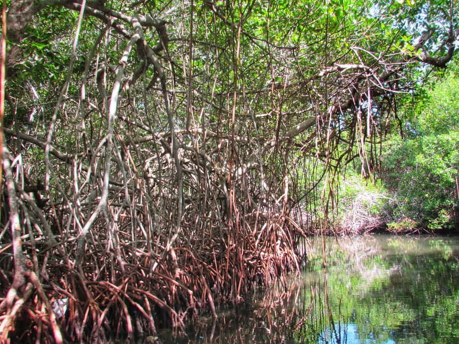 Cartagena: Rosario Island and Mangroves Private Day Trip - The beach stop, welcome drink, and local seafood