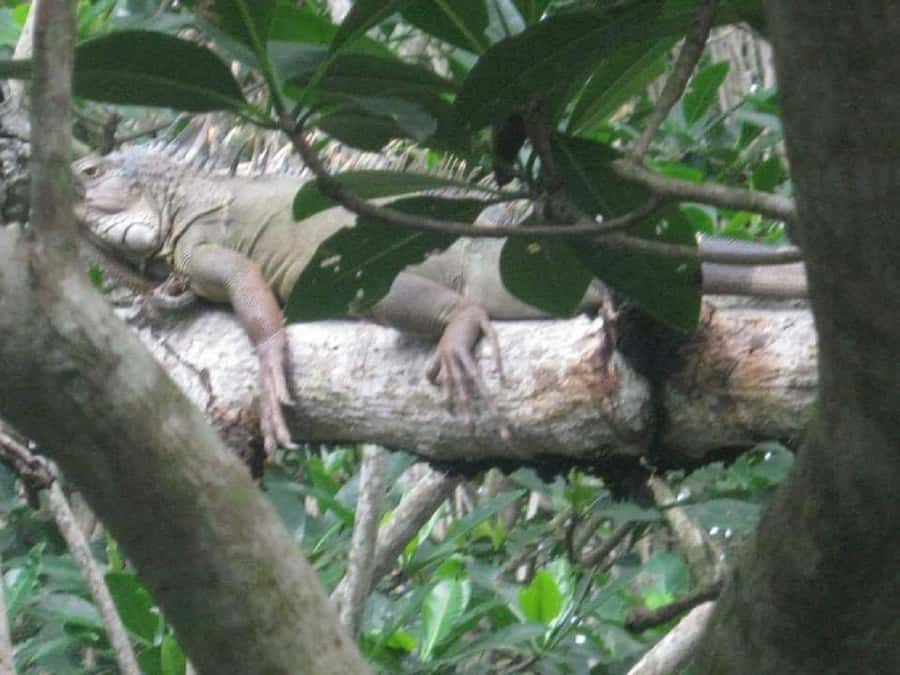Cartagena: Sail in the mangroves of Cartagena - Why Cartagena’s mangroves are worth your time