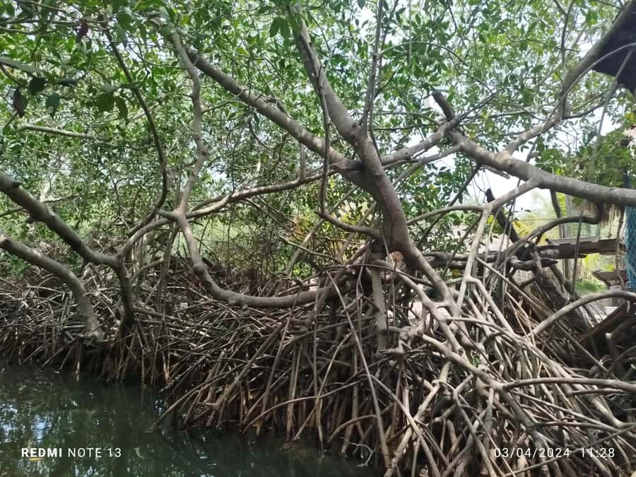 Cartagena: Sail in the mangroves of Cartagena - Birds, crabs, and mangrove plants