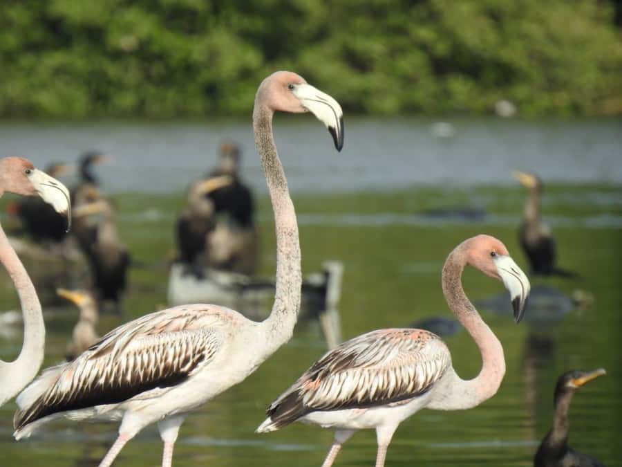 Cartagena: Sail in the mangroves of Cartagena - The route from La Boquilla to Marlinda