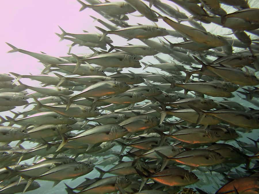 Cartagena: Scuba Diving Day Trip at Playa Blanca with Lunch - Who should book this Cartagena outing?