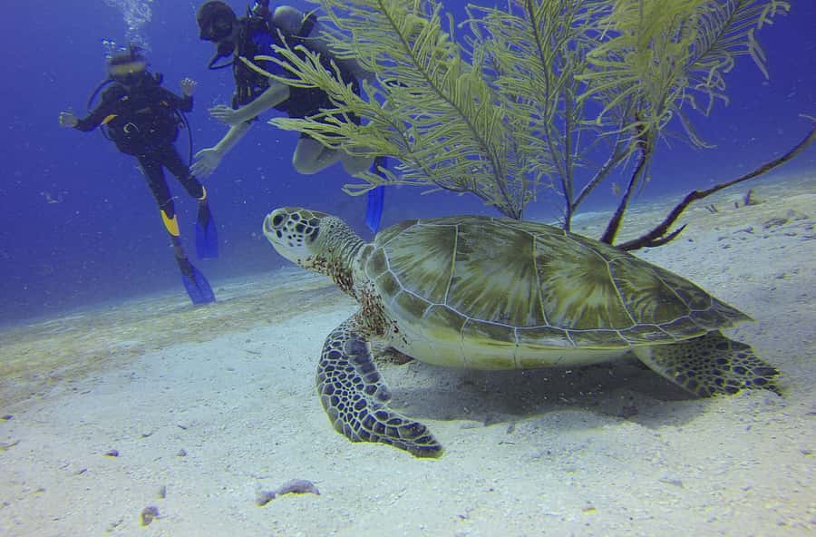 Cartagena: Scuba Diving Day Trip at Playa Blanca with Lunch - From Cartagena to Baru Island by bus
