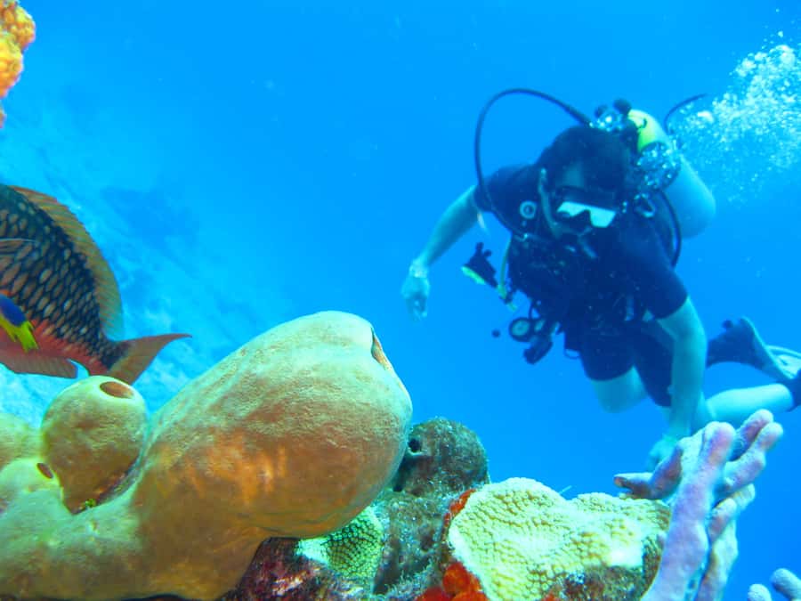 Cartagena: Scuba Diving Day Trip at Playa Blanca with Lunch - About one hour among coral and marine life