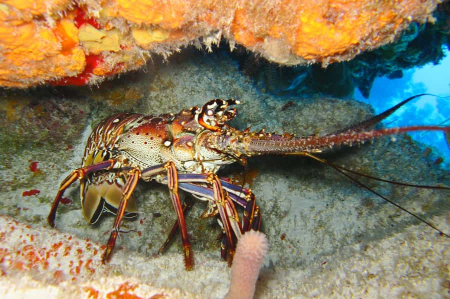 Cartagena: Scuba Diving Day Trip at Playa Blanca with Lunch - Playa Blanca and the long afternoon by the sea