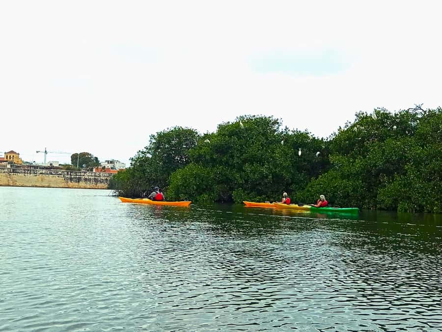 Cartagena: Walled City Kayak Tour - Bird Island and the final mangrove stretch