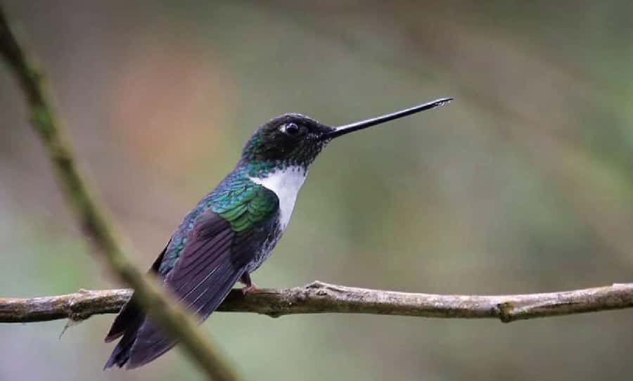 Chicaque Full-Day Trip from Bogotá - Birdwatching without a dedicated guide