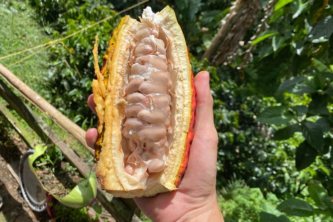 Chocolate tour near Medellin - Why This Is More Than a Chocolate Tasting