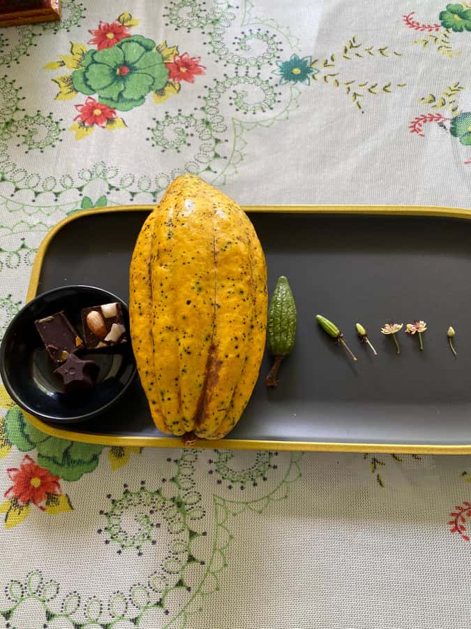 Chocolate tour near the Medellín - The role of the guide and farm hosts