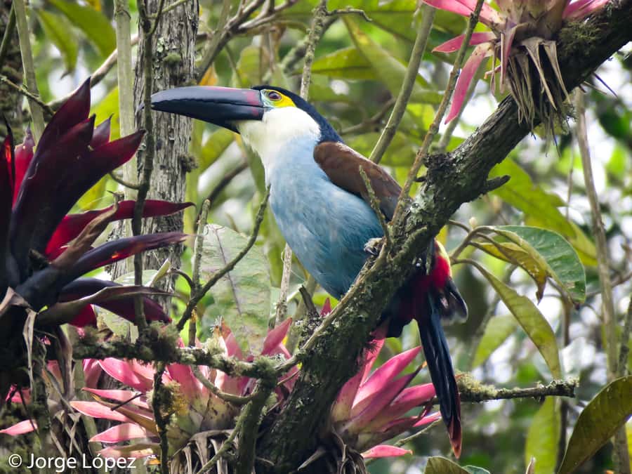 Cocora Valley: Route of the Hummingbirds + breakfast & lunch - Key details of the hummingbird route